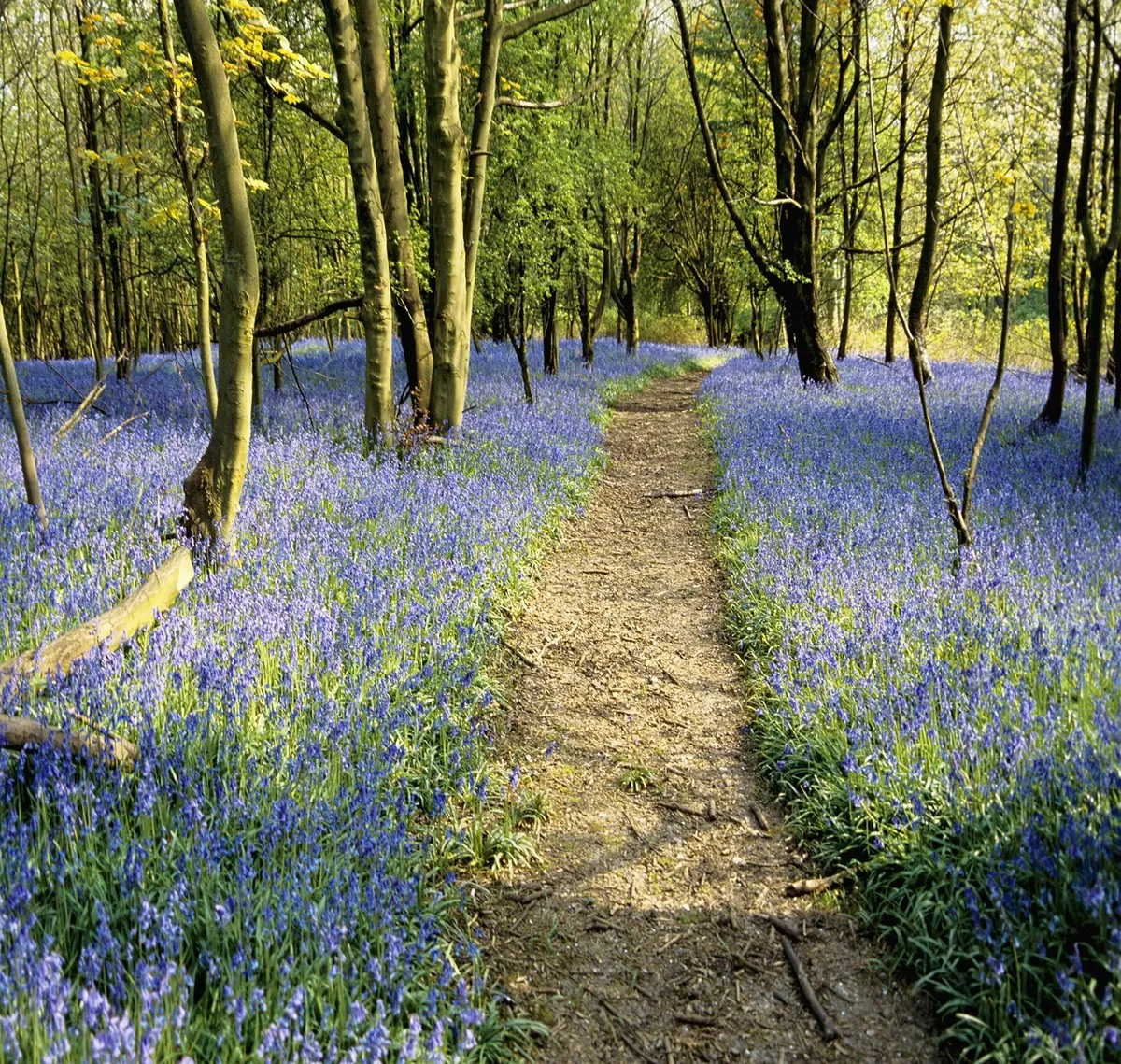 A woodland path between carpets of bluebells